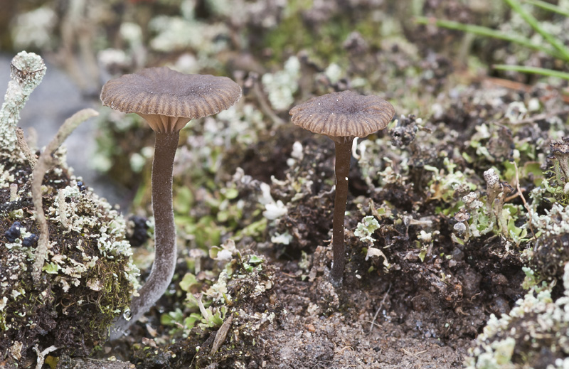 Omphalina velutipes